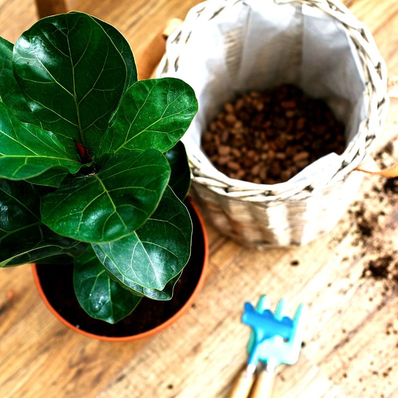 Fiddle Leaf Fig Creates Bold Architectural Presence