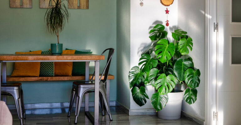 statement houseplant