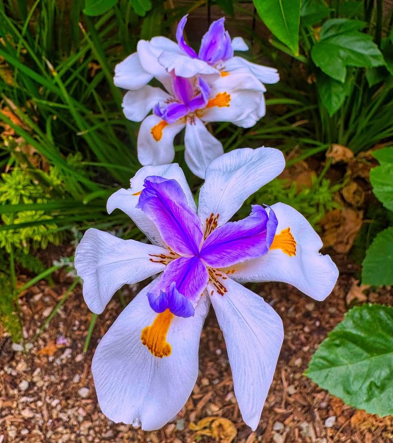 Bicolor Bearded Iris