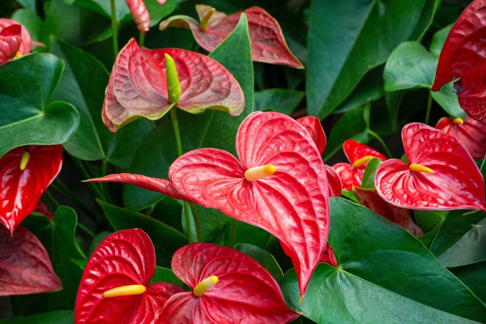 anthurium