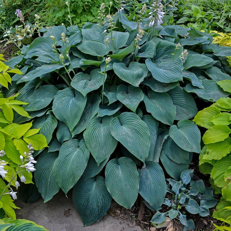 Hosta