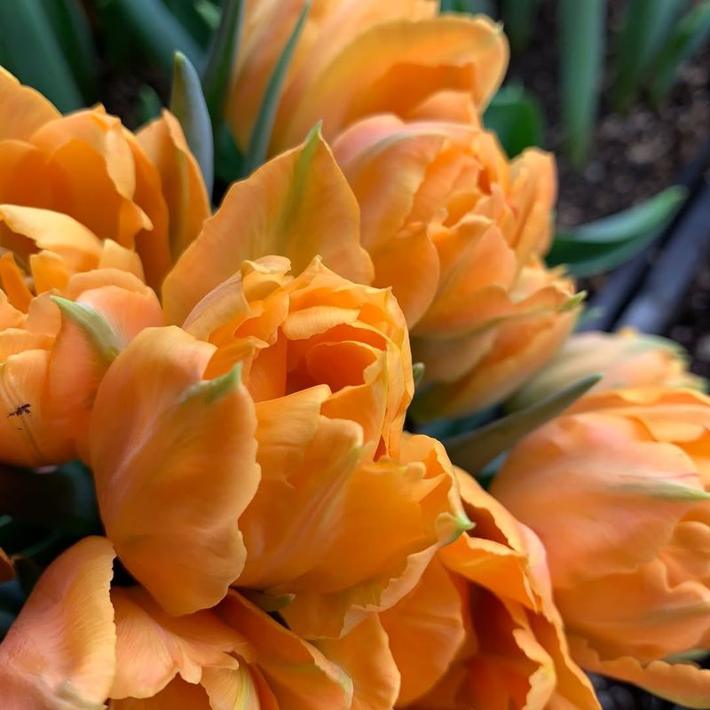 Orange Tulips Bring Bright Early Spring Color