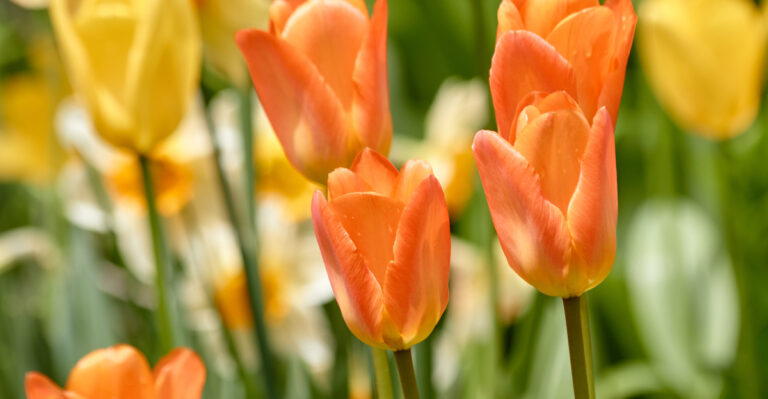 orange tulips