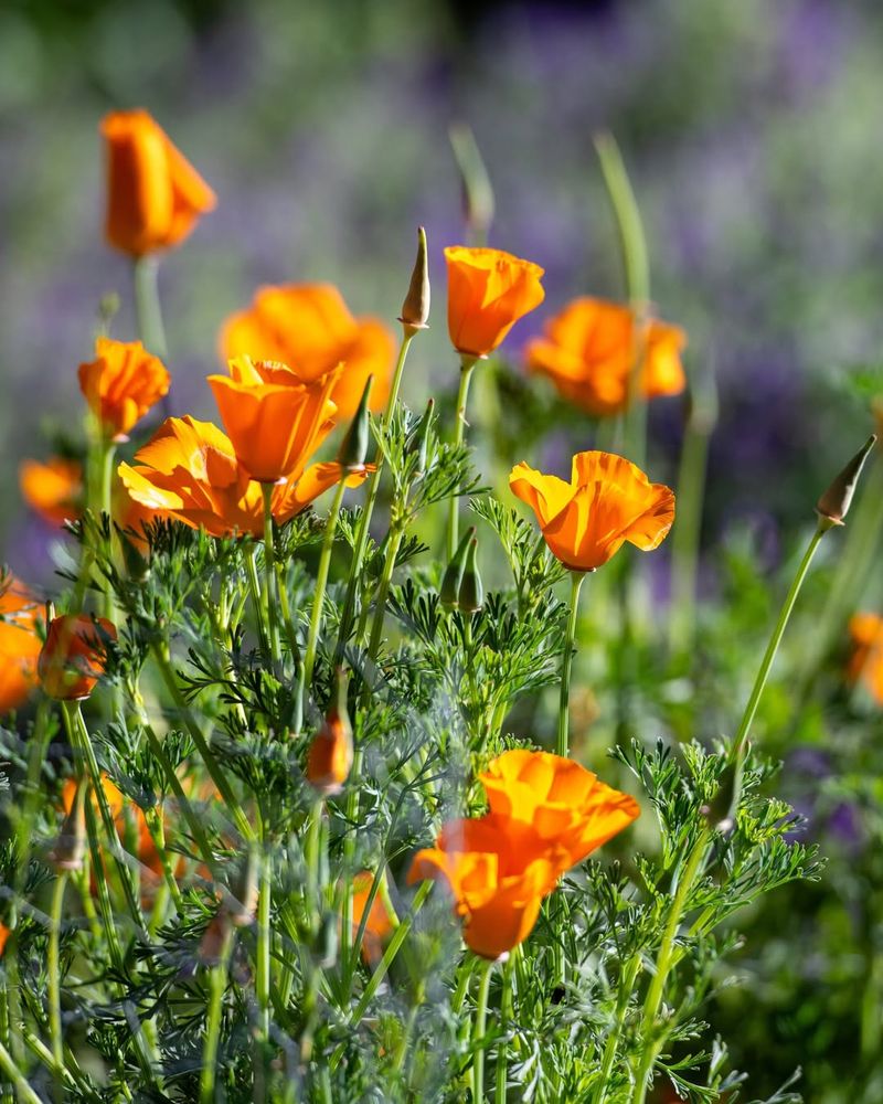Colorful Wildflower Bed