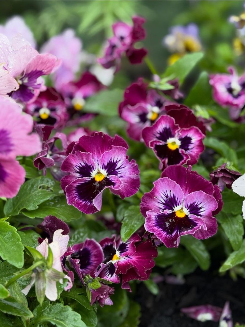Pansies Can Survive Light Spring Frost With Ease