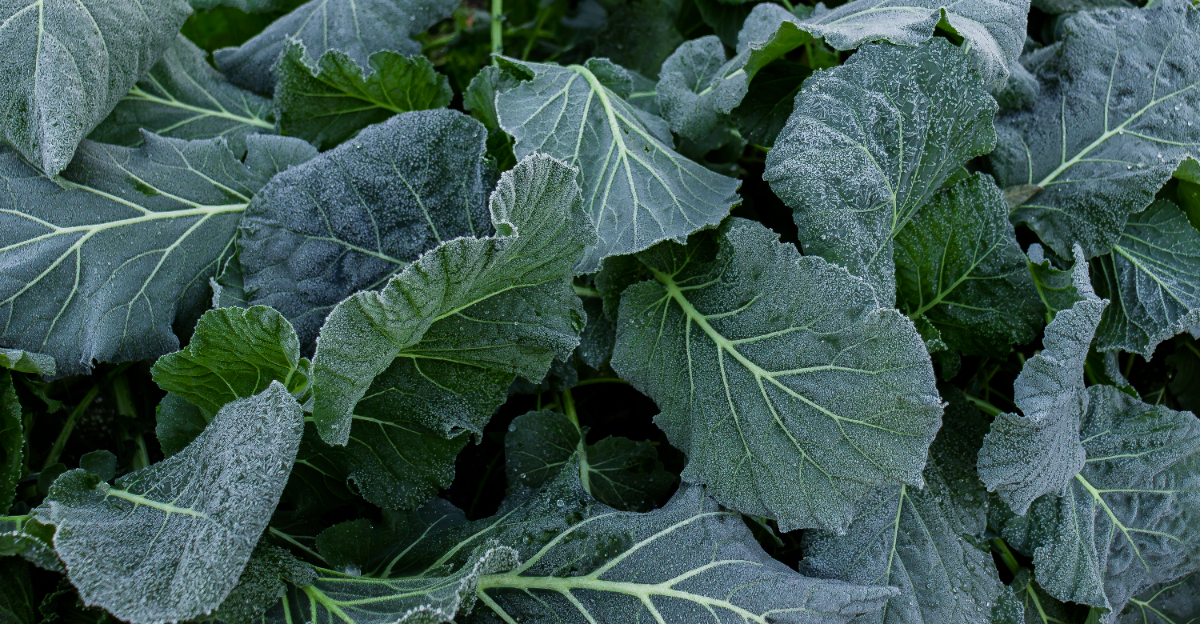 frost on vegetable garden