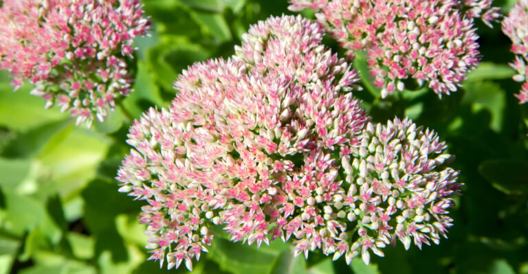 sedum plant