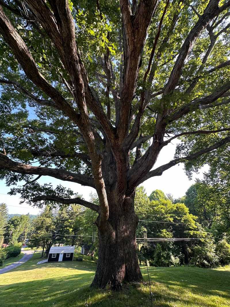 The Mighty Oak That Feeds More Birds Than You’d Expect