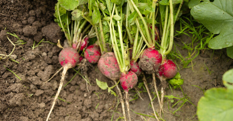 10 Vegetables Pennsylvania Yards Handle Without Trouble