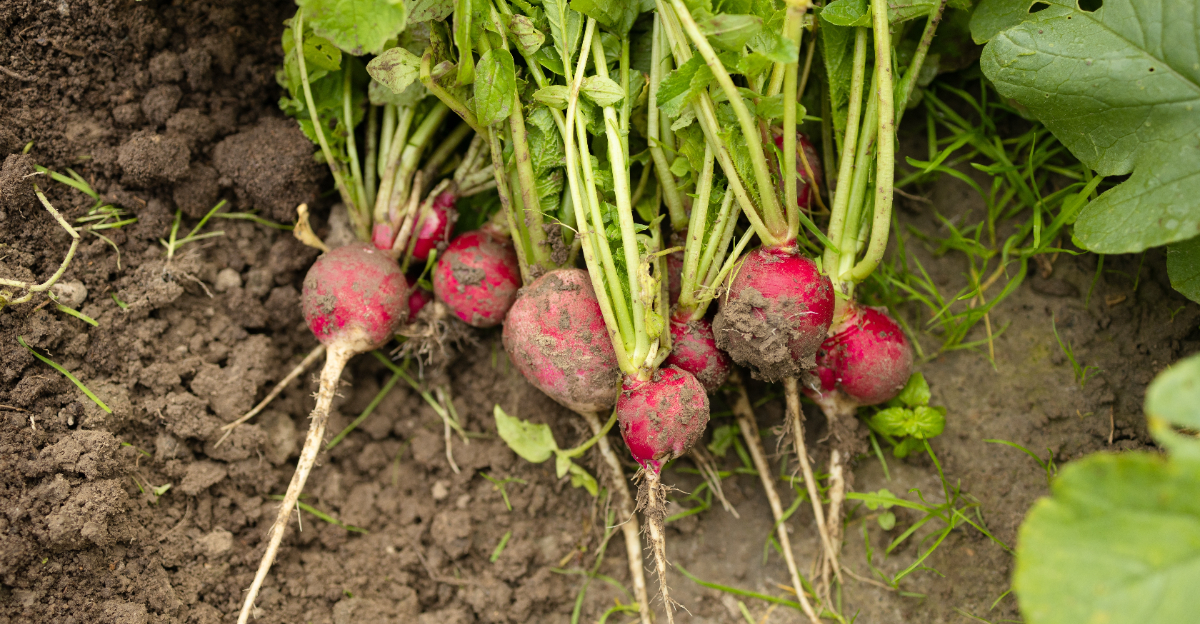 10 Vegetables Pennsylvania Yards Handle Without Trouble