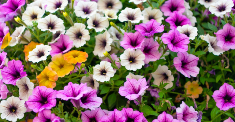 petunias in bloom