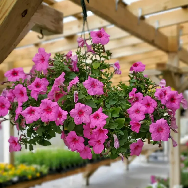 Petunias Deliver Nonstop Color On A Budget