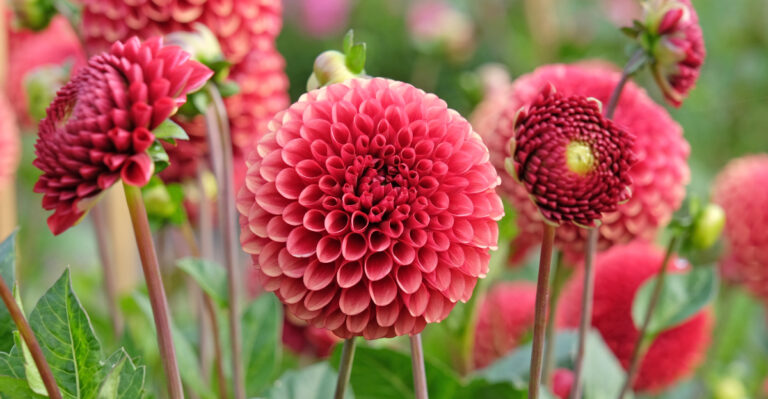 11 Easy Pennsylvania Flowers To Start This March In Your Garden