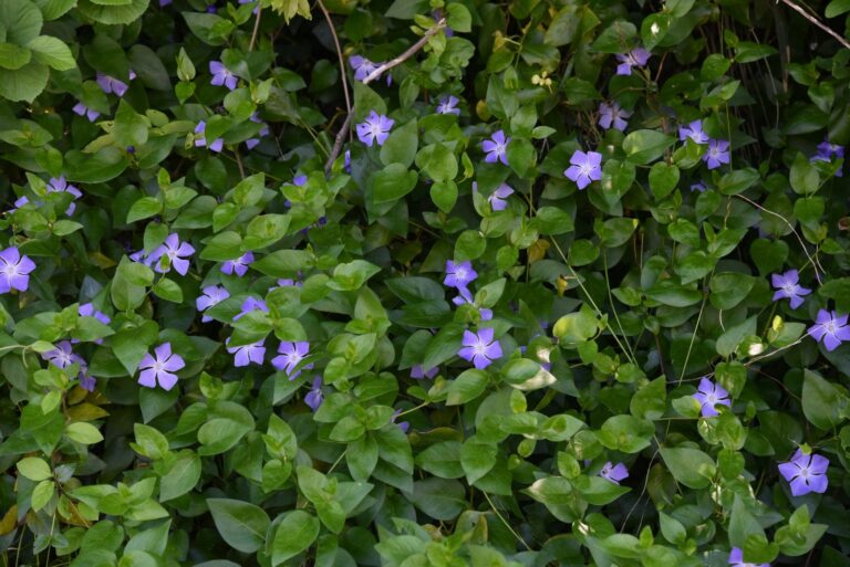 periwinkle ground cover