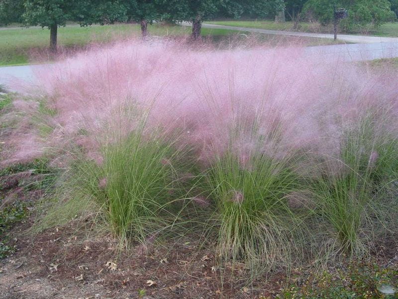 Muhly Grass Thrives With Almost No Care