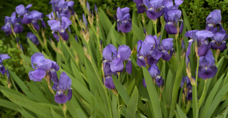 blue flag iris