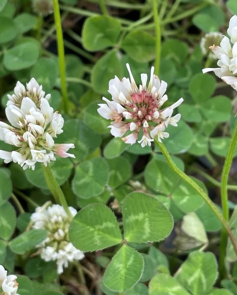 White Clover