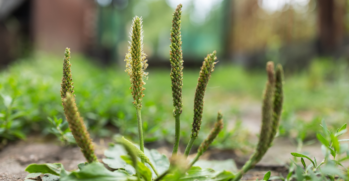 11 Most Common Weeds In Pennsylvania And How To Identify Them