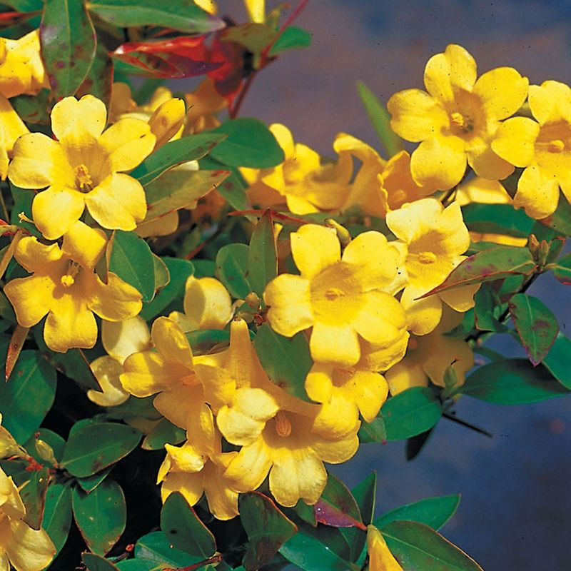 Carolina Jessamine (Gelsemium Sempervirens)