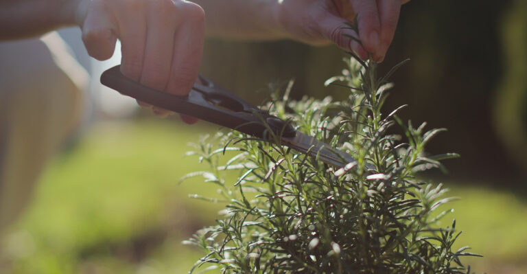 11 Practical Tips For Growing A Thriving Herb Garden In California
