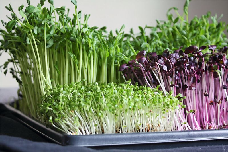 Microgreens