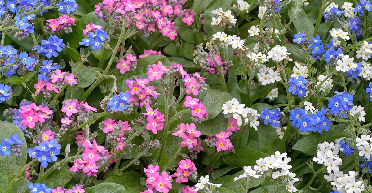 colorful forget me nots