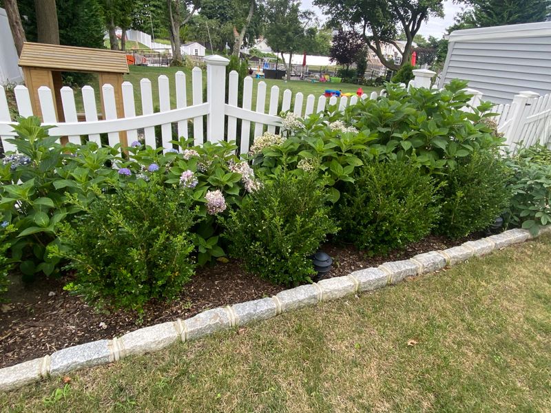 Boxwood Stays Green Through Snow And Ice