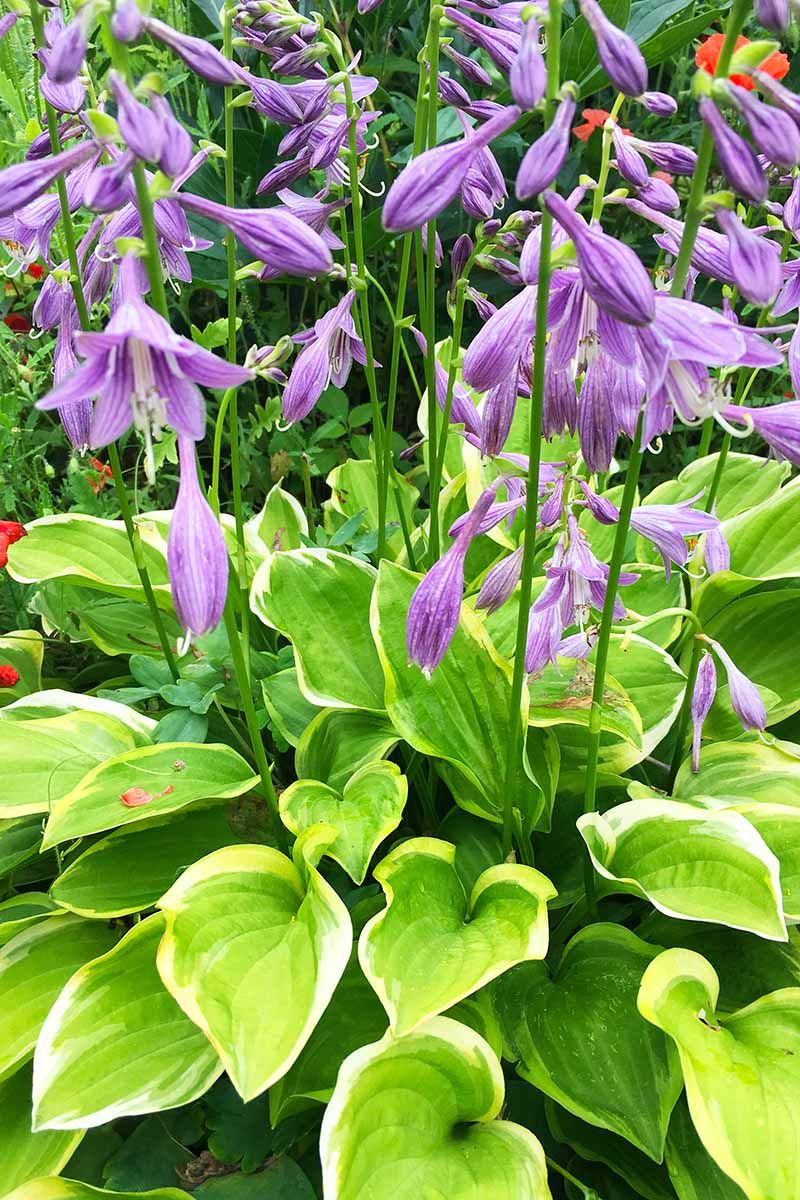 Hosta (Hemerocallis spp.)