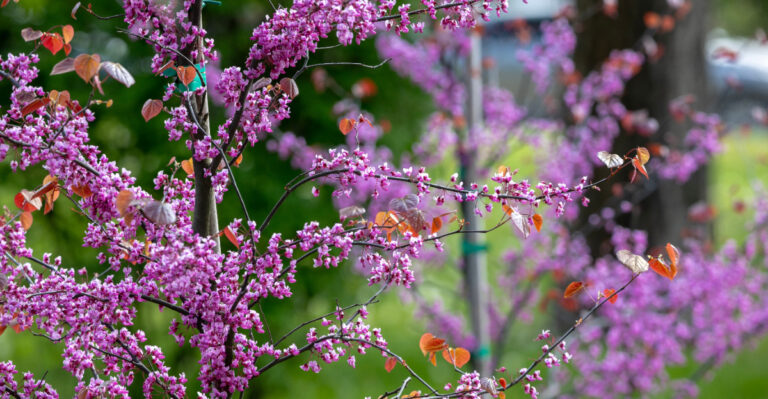 pink tree buds