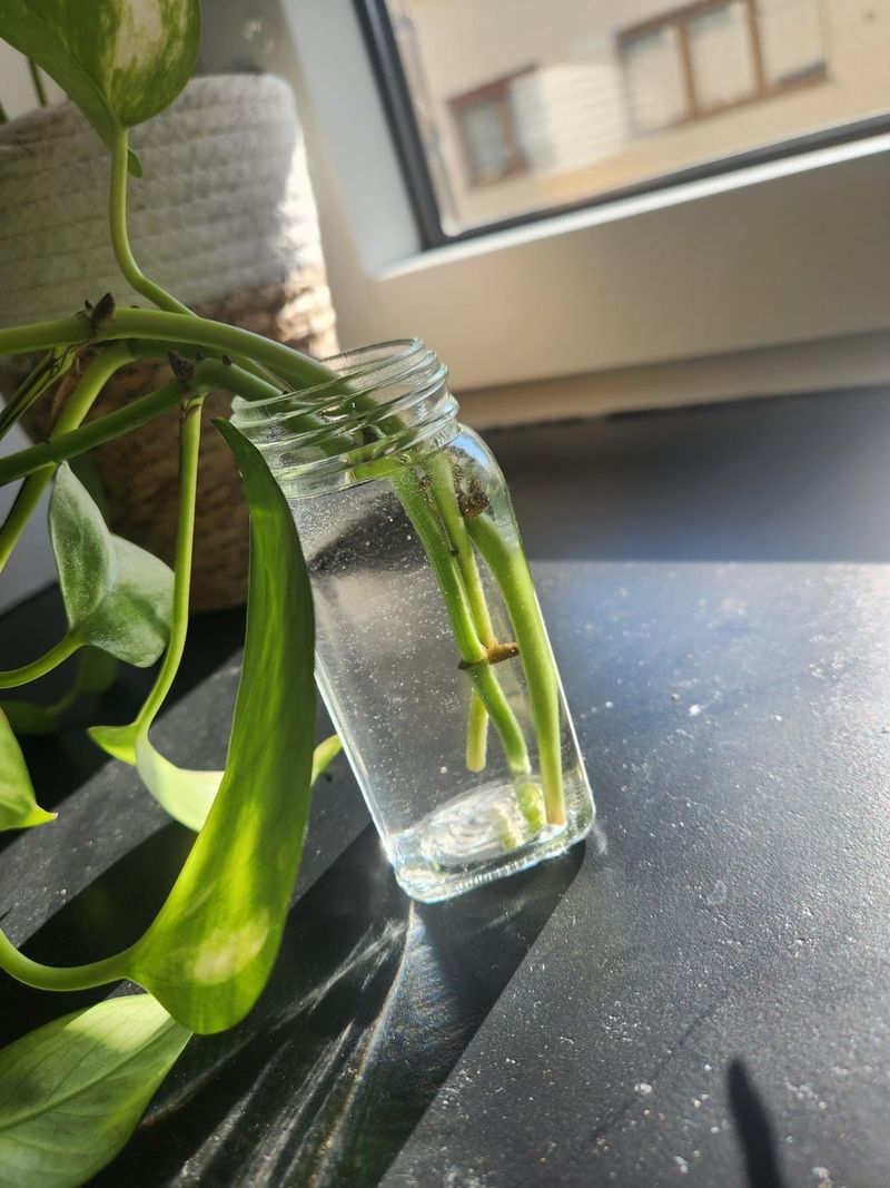 Golden Pothos Grows Almost Effortlessly In Water