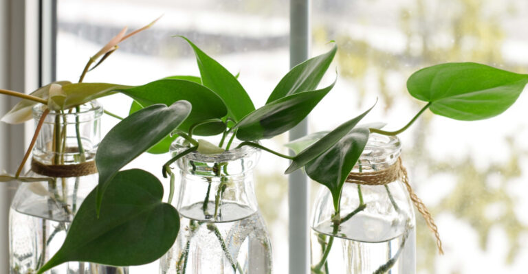 12 Easy Plants You Can Grow In Bottles Right Inside Your Florida Home