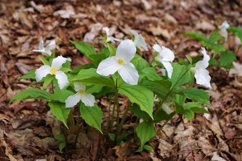 Trillium (Trillium grandiflorum)