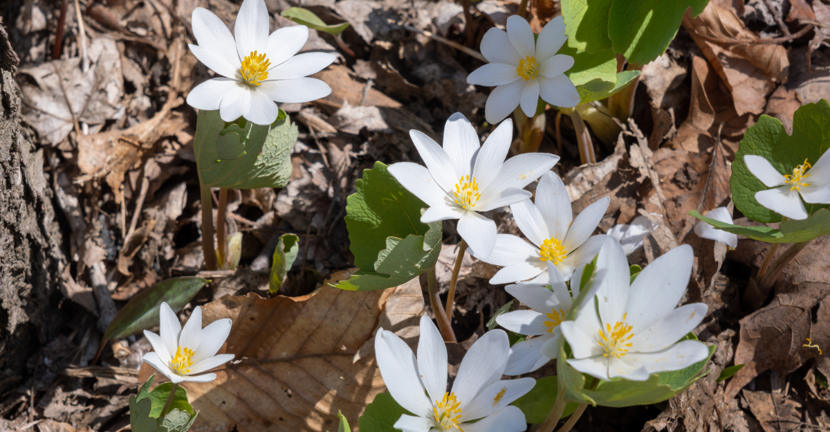 native flowers