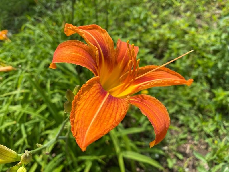 Orange Daylily (Hemerocallis spp.)