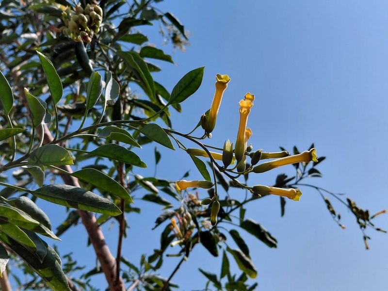 African Rue (Peganum harmala)