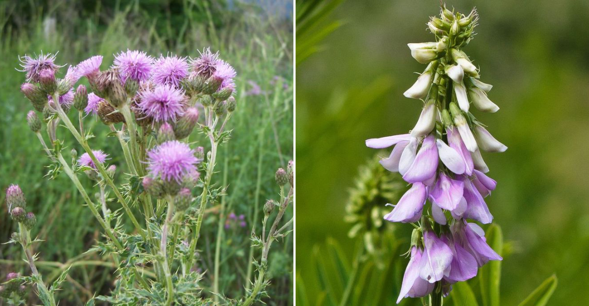 restricted oregon plants