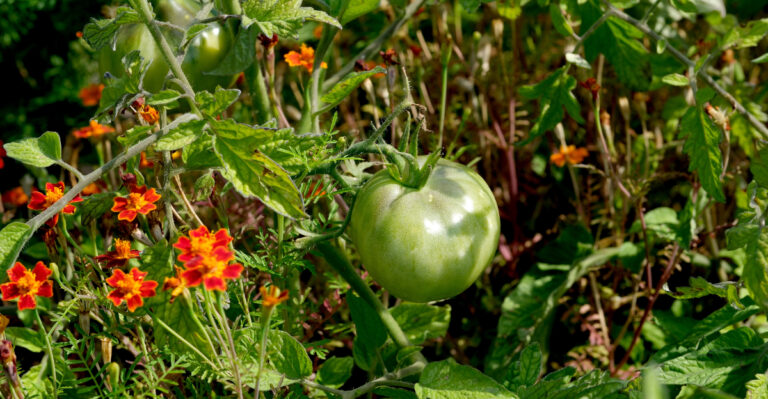 tomatoes and marigolds