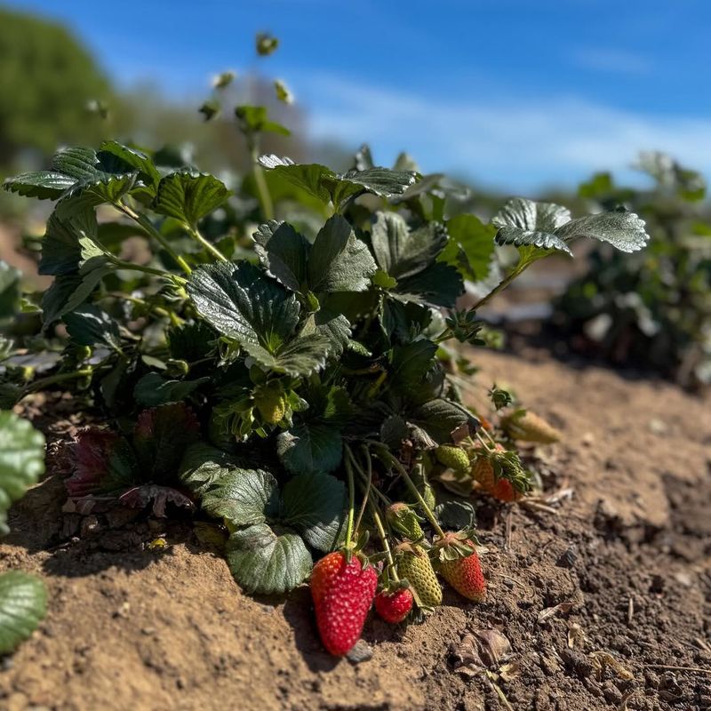 Start With Strawberry Varieties That Thrive In North Carolina