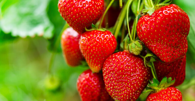 juicy strawberries