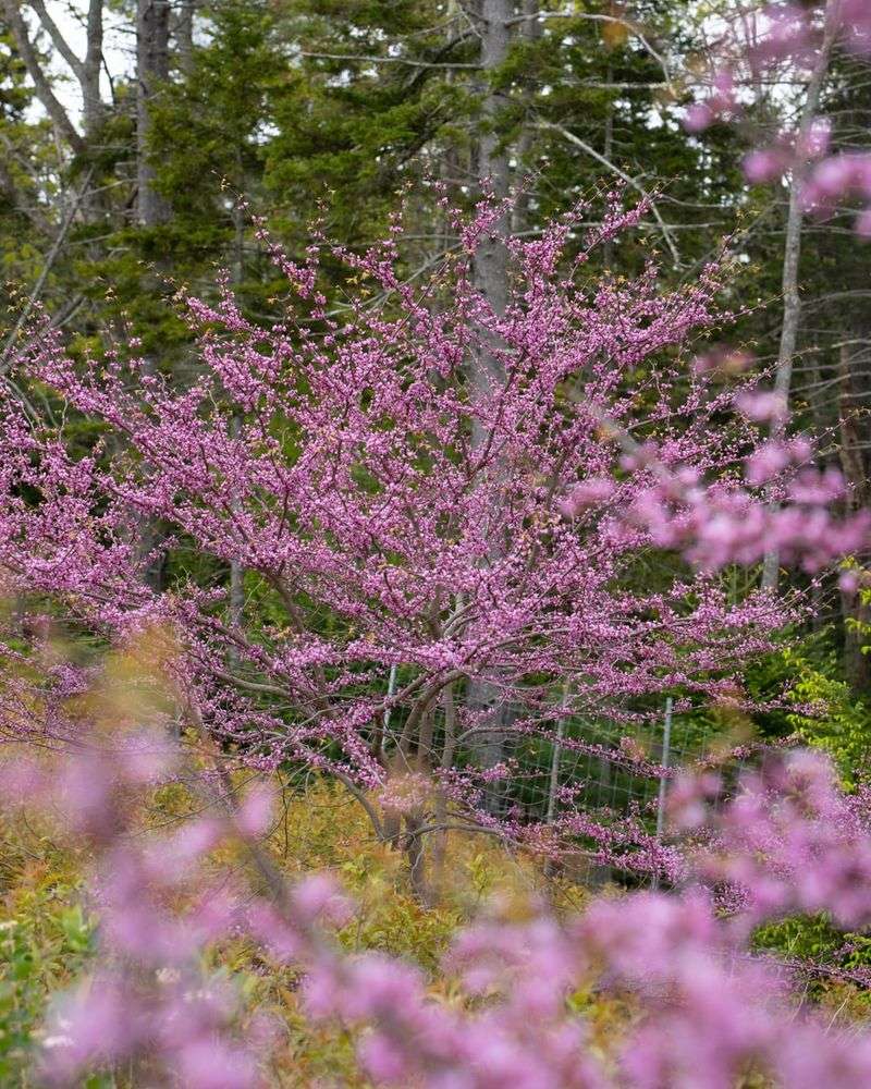 Eastern Redbud Brings Spring Magic And Summer Comfort
