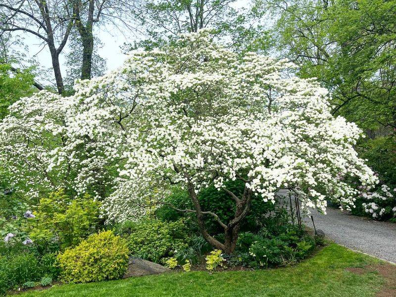 Dogwood (Cornus Florida)