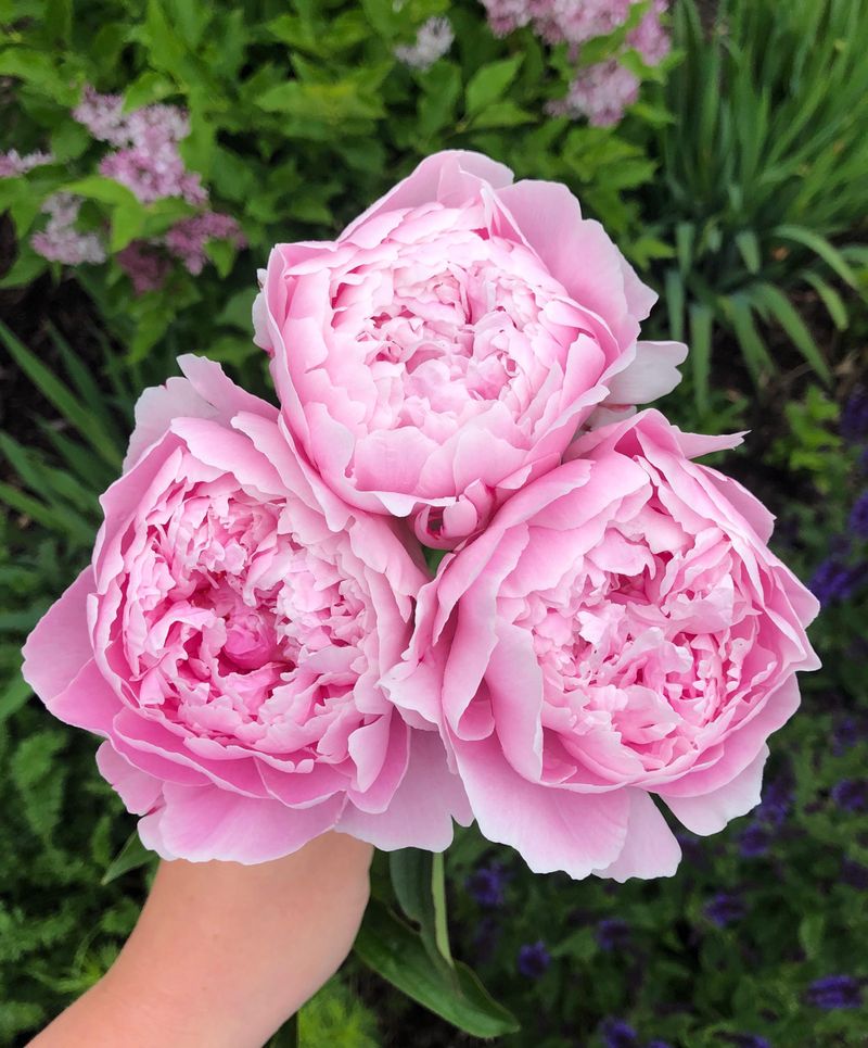 Peony Delivers Huge Spring Blooms