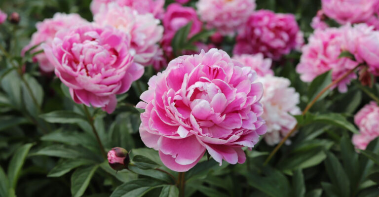 peonies