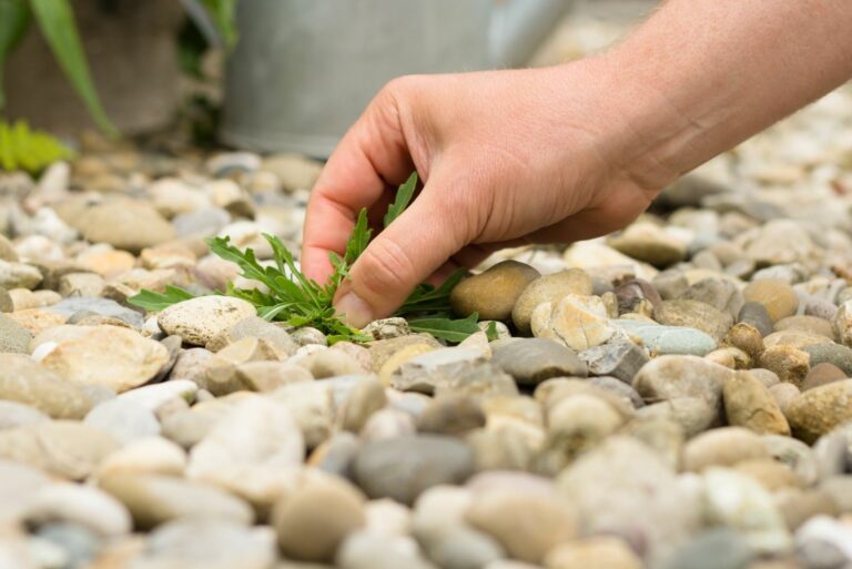 pulling weed from gravel