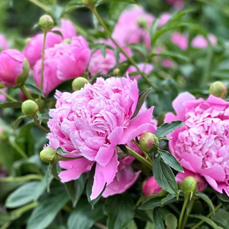 Peonies Create Classic Pink Spring Blooms