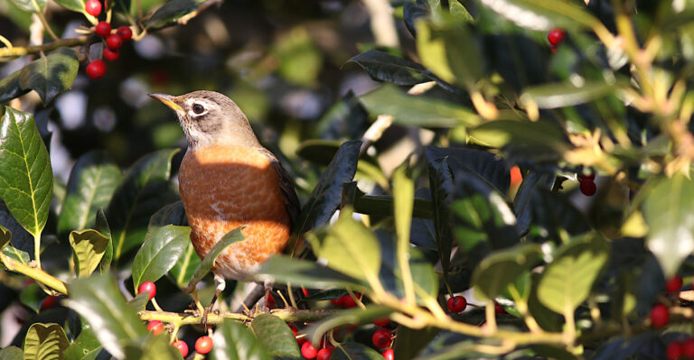 bird in american holly tree