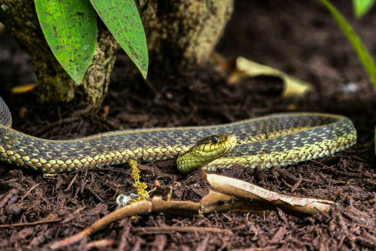 snake in yard