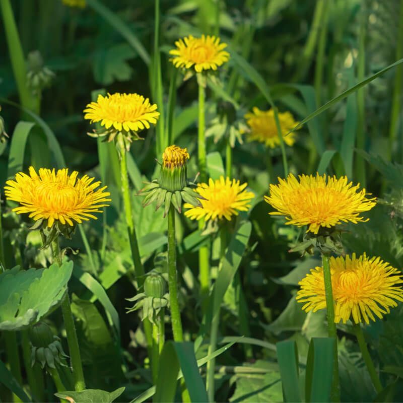 Dandelion (Taraxacum Officinale)