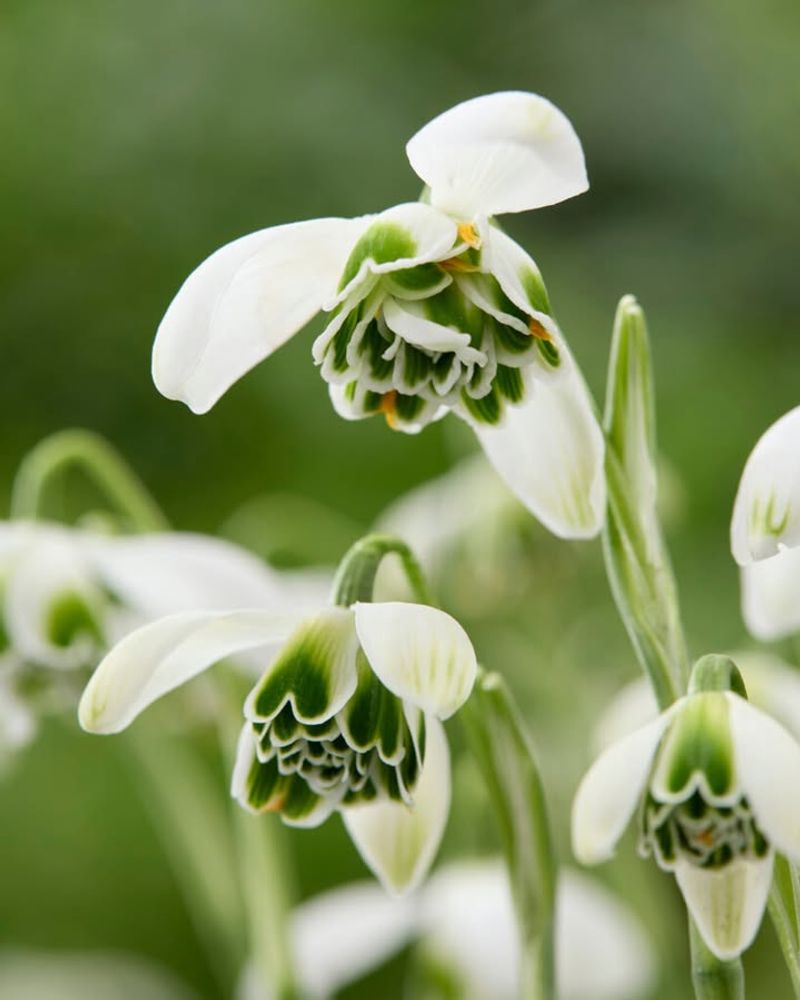 Snowdrop (Galanthus)