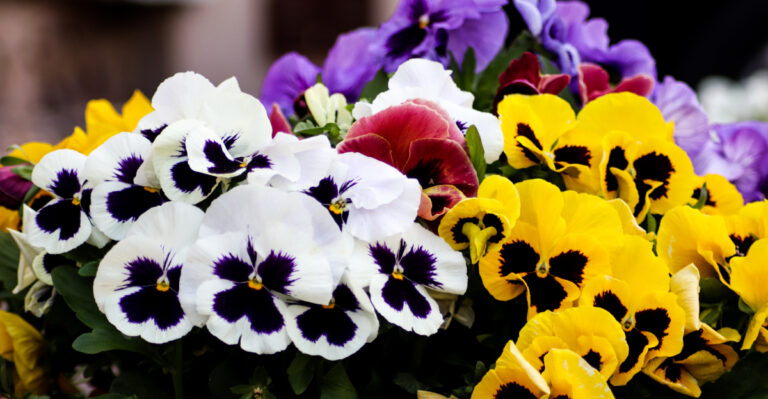 colorful pansies